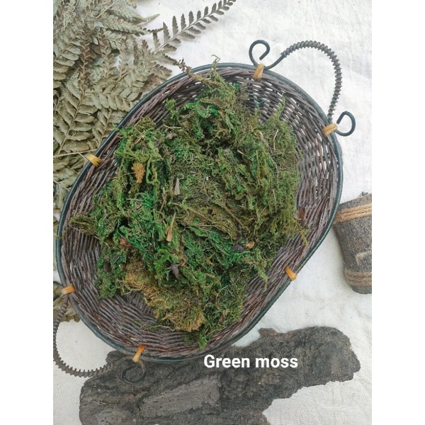 lumut kering green moss