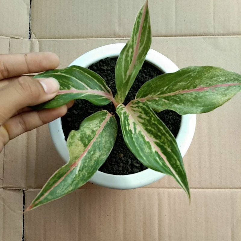 aglaonema butterfly