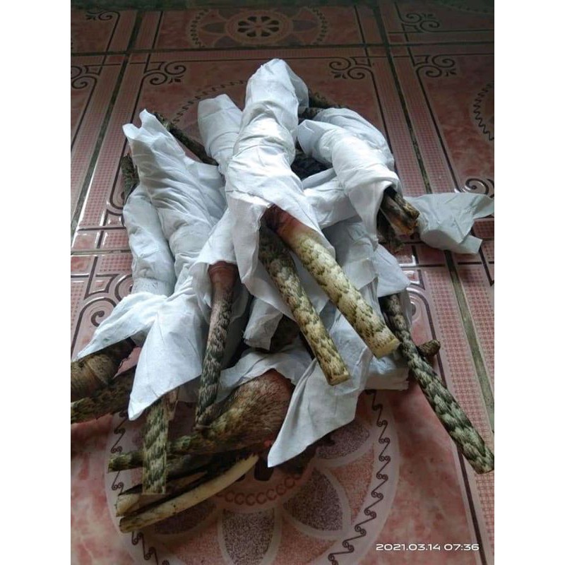 Bonggolan Alocasia Zebrina