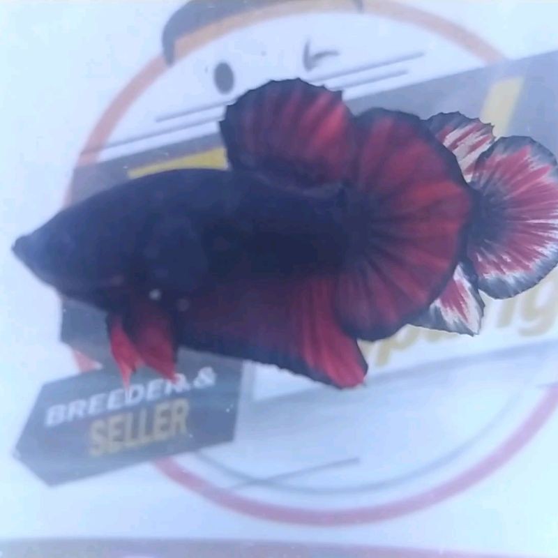 Cupang / Batta Black Vampire Line Avatar Male Size M