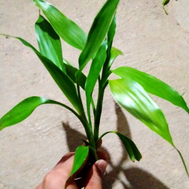 

Garansena green
