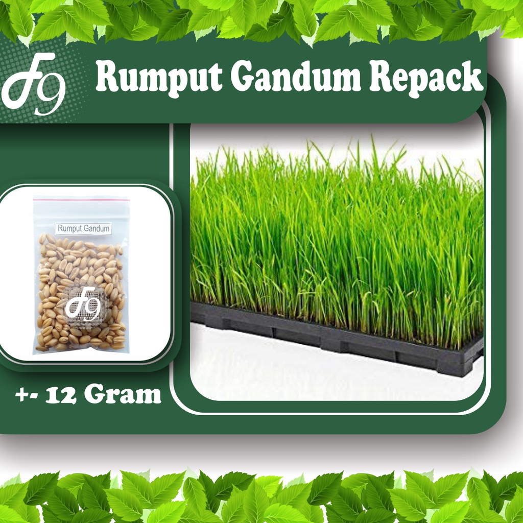 Benih Bibit Rumput Gandum - Wheat Grass - Rumput Kucing Murah Repack