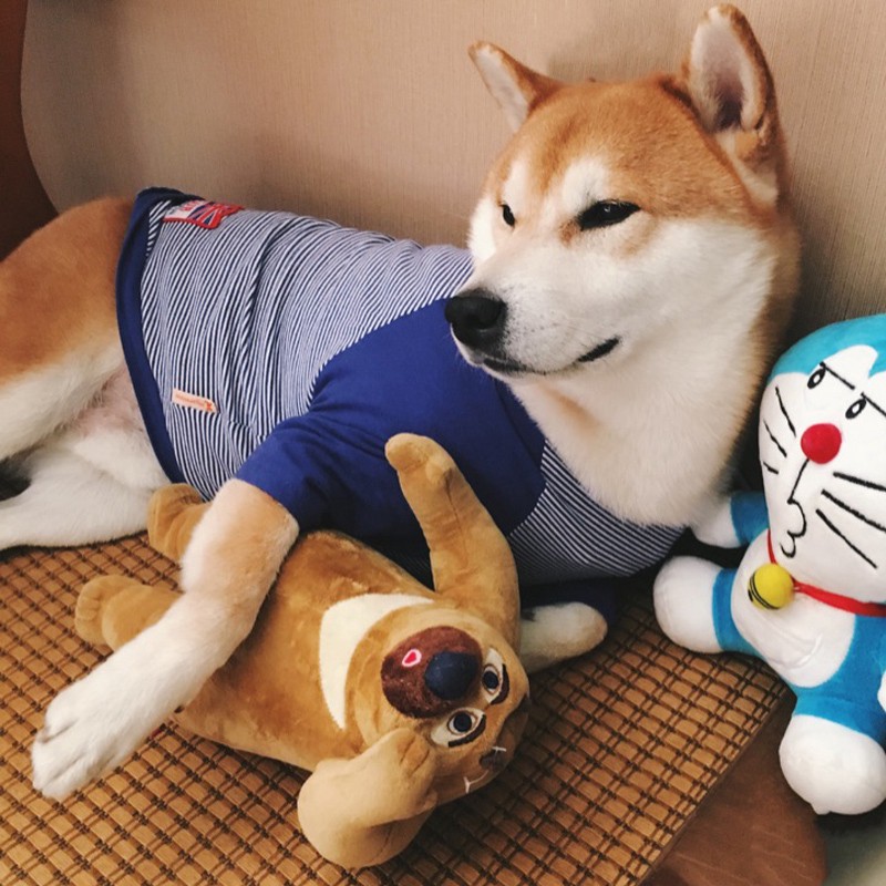Pakaian Anjing Model Shiba Labrador Ukuran Medium Besar Warna Emas