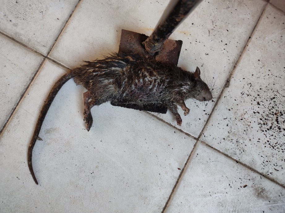 Racun Tikus Petrokum