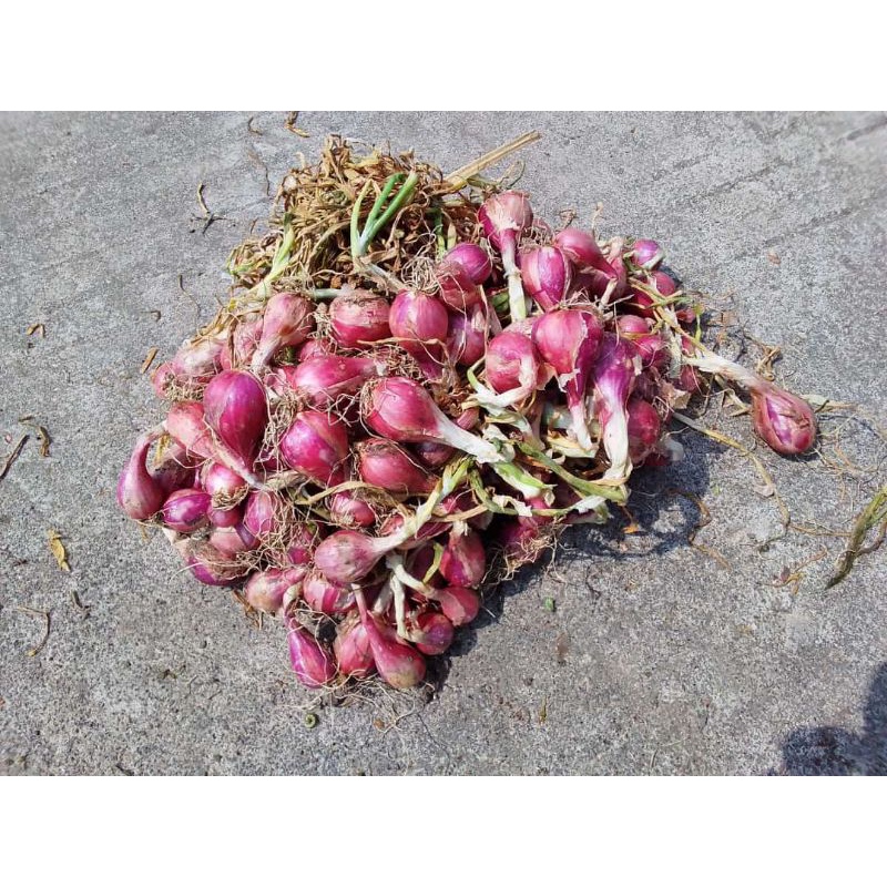 

Grosir Bawang Merah | Grosir Brambang