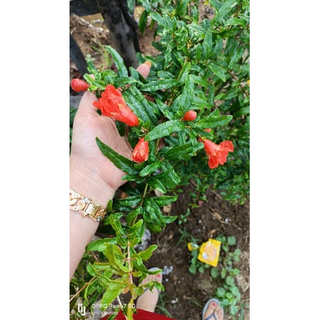 

Daun Delima Segar 100gram 100% Alami