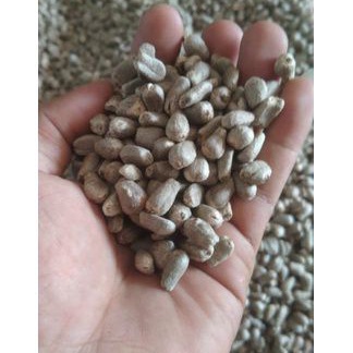 bibit spor super (1kg) benih spora porang bunga porang katak super 100% berkualitas