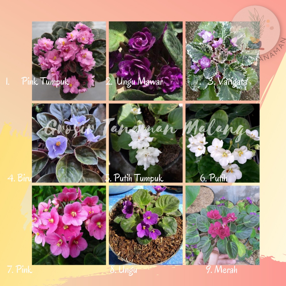Bibit Tanaman Bunga Violces Bergaransi Murah Tanaman Hias Bunga Violces / African Violet