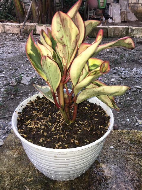 Tanaman Hias Peperomia Clusiifolia