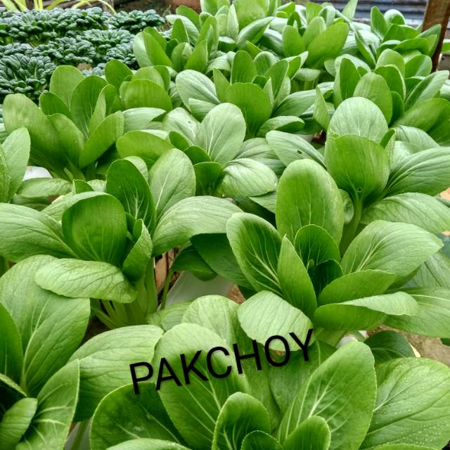 

Sayur Pakchoy