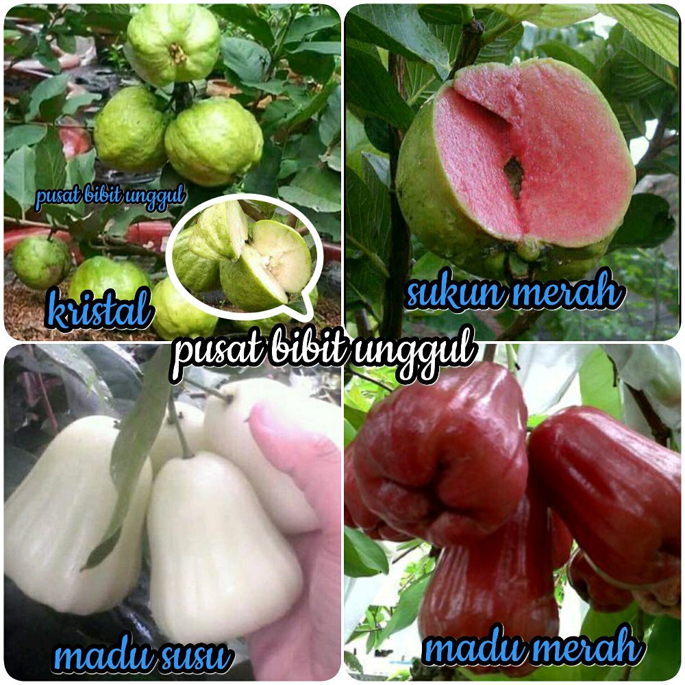 PROMO paket 4 bibit jambu -jambu madu deli- kristal -madu susu-sukun merah