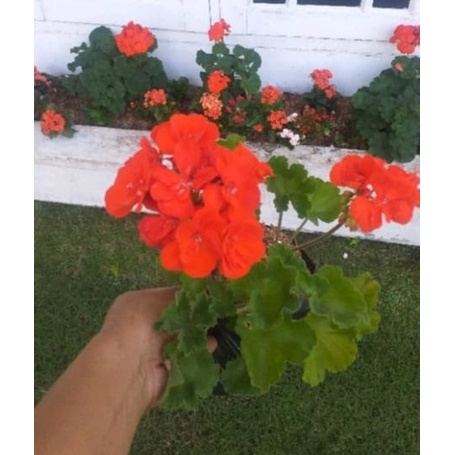 BUNGA GERANIUM