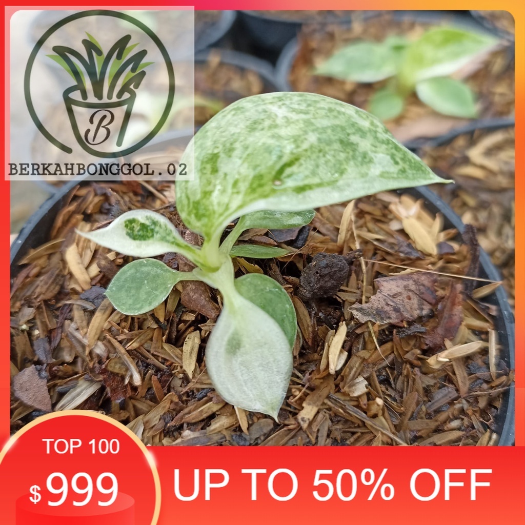 BONGGOL Philodendron JOSEBUONO - Philo josebuono - Philodendron - Josebuono - Tanaman hias - Philo M