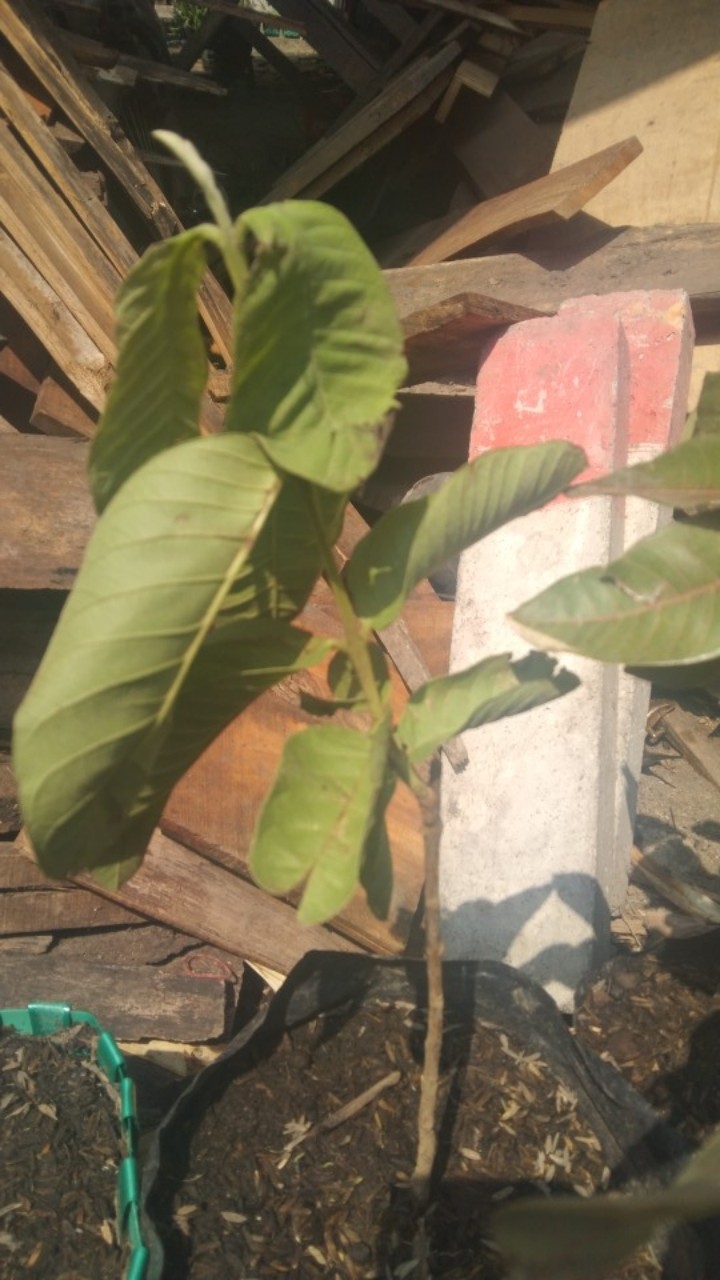 Bibit Jambu Kristal Siap Berbuah Dan Murah Banget