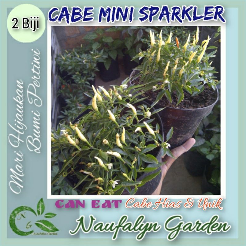 2 Benih Cabe Hias Mini Sparkler Unik Benih Biji Bibit Cabe Hias Import Berkualitas