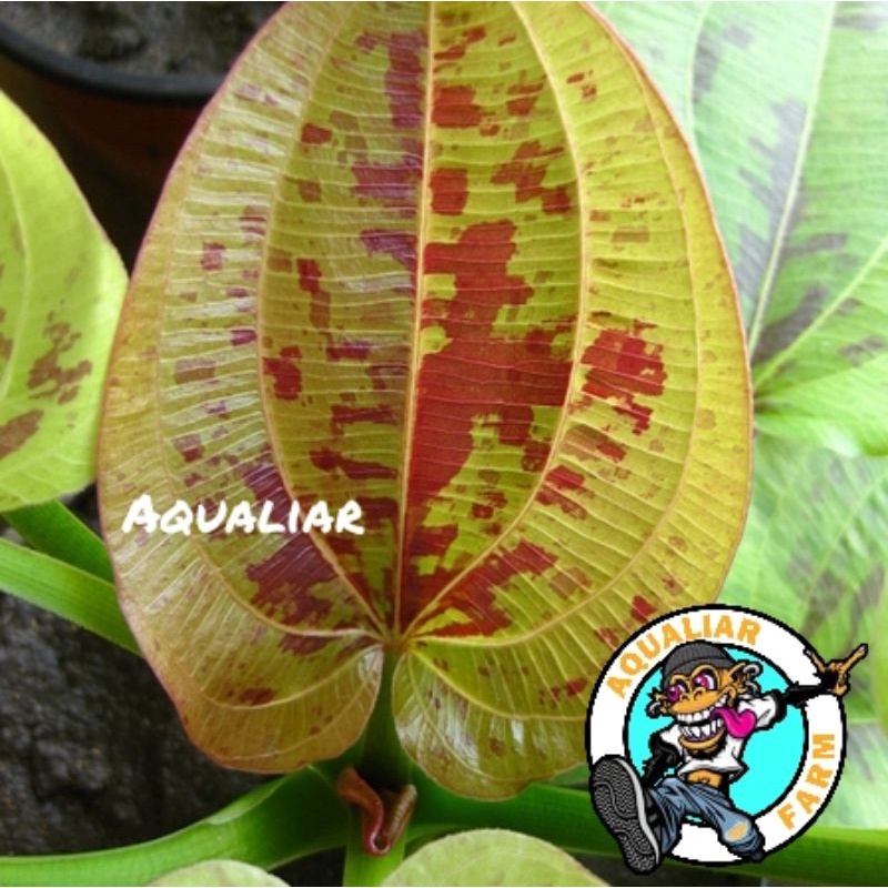 Echinodorus yellow sun tanaman aquascape ecinodorus eci