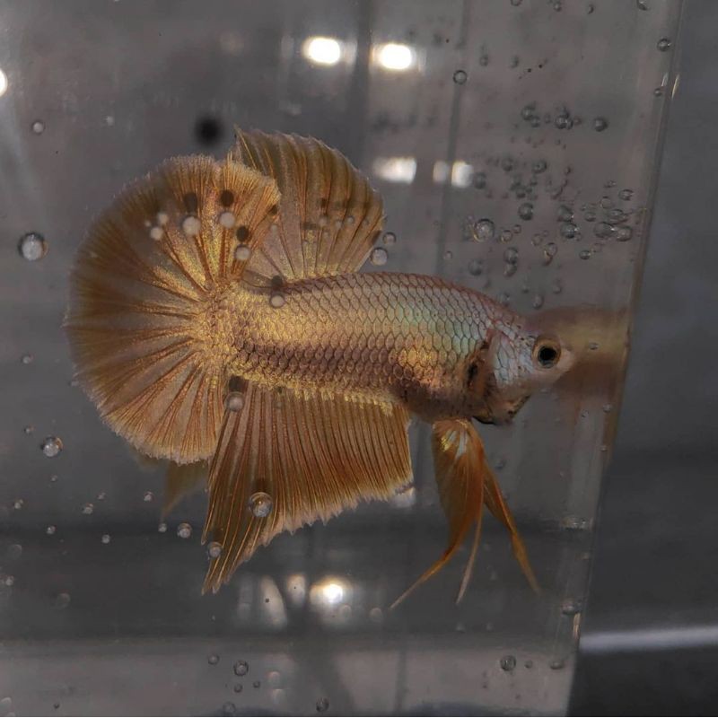 (Vitamin/Herbal) Ikan Cupang HMPK Soft Gold (Male / Female)