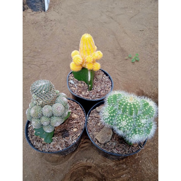 tanaman kaktus paket 3pcs cluster + freepot