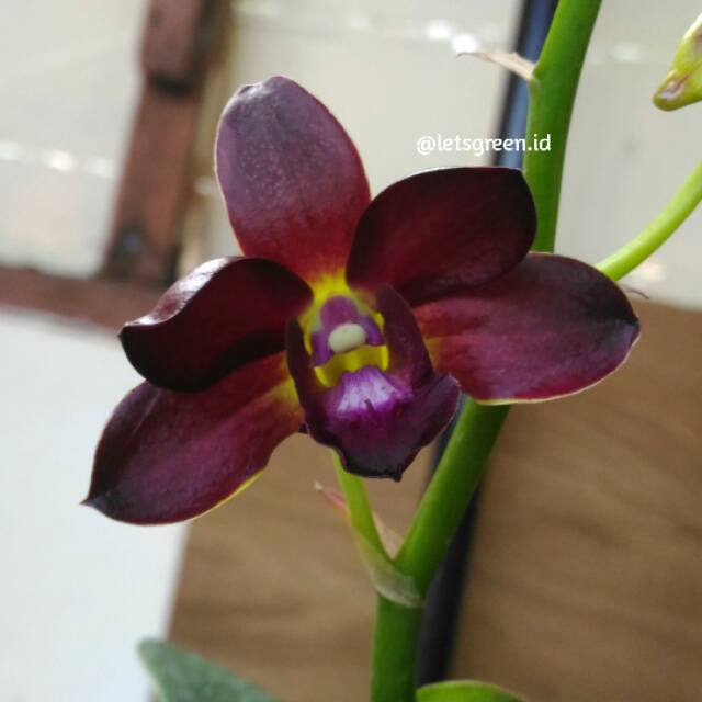 Anggrek Dendrobium Bertachong X Laxiantera