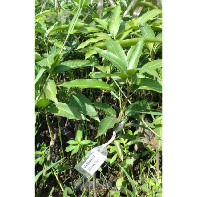 BIBIT MANGGA GEDONG GINCU MANGGA MANIS BUAH MANGGA SUPER