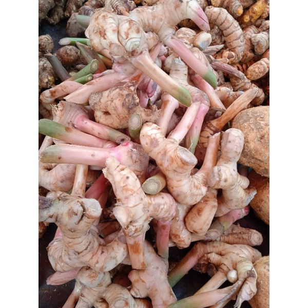 

Lengkuas/bumbu dapur laos/ rempah laos