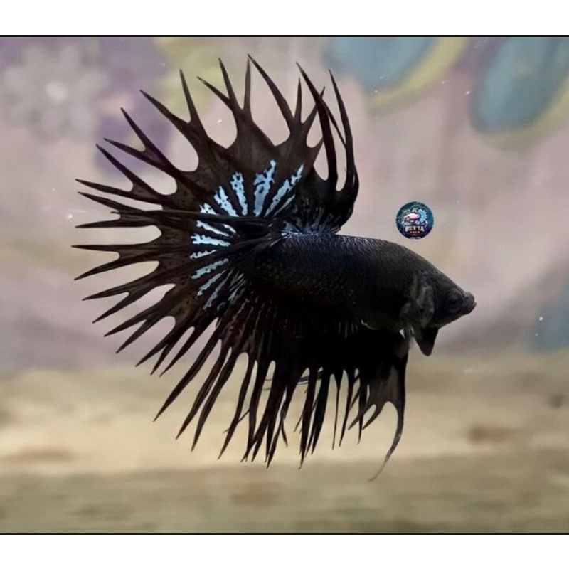 Ikan Cupang Crowntail Black Orchid dan Avatar