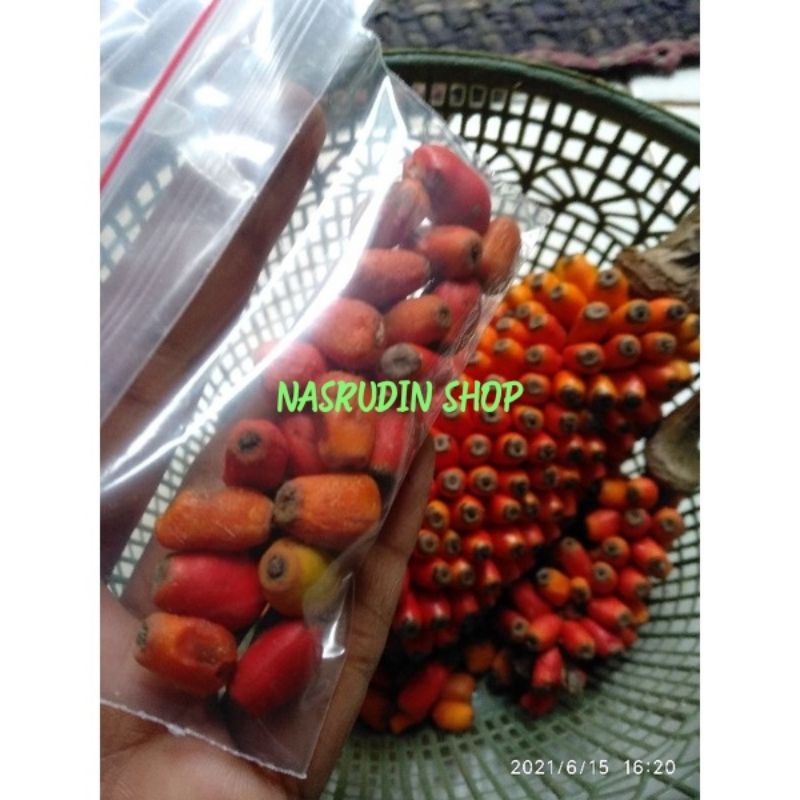 BIBIT BUNGA PORANG BASAH ISI 50 BIJI PERPACK | BIBIT PORANG | KEMBANG PORANG | SPORA PORANG TERMURAH