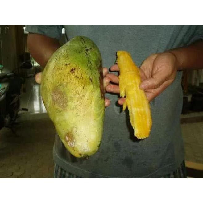 Re5T0Ck Bibit Tanaman Buah Mangga Kio Jay Bergaransi