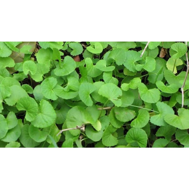 

Antanan 100gram Daun Antanan Daun Pegagan