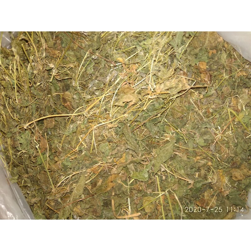 

daun pare hutan kering