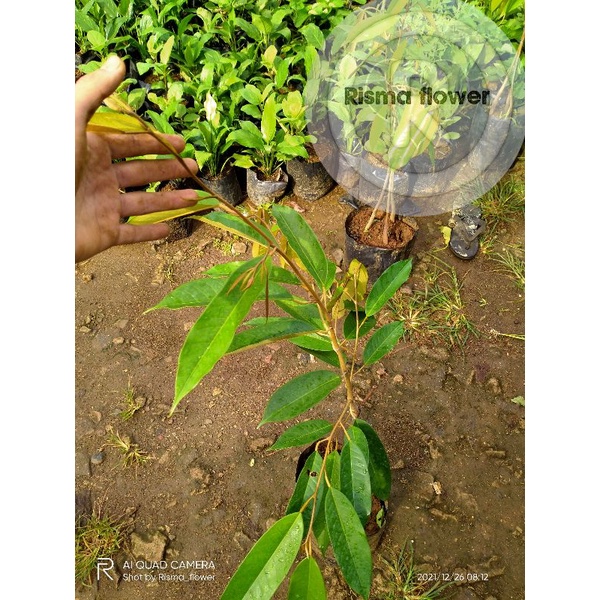 POHON DURIAN MONTONG ( BISA COD ) TANAMAN BUAH DUREN MONTONG