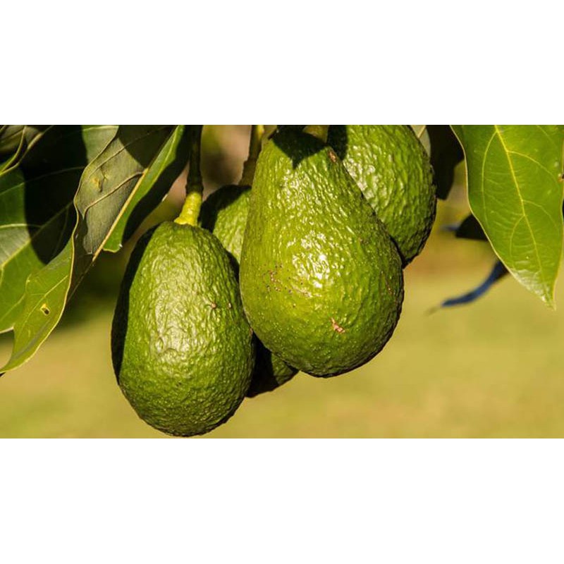 1AL1AT1AM ALIGATOR,ALPUKAT TANPA BIJI,ALPUKAT MENTEGA+ PUPUK + SEKAM +PANDUAN