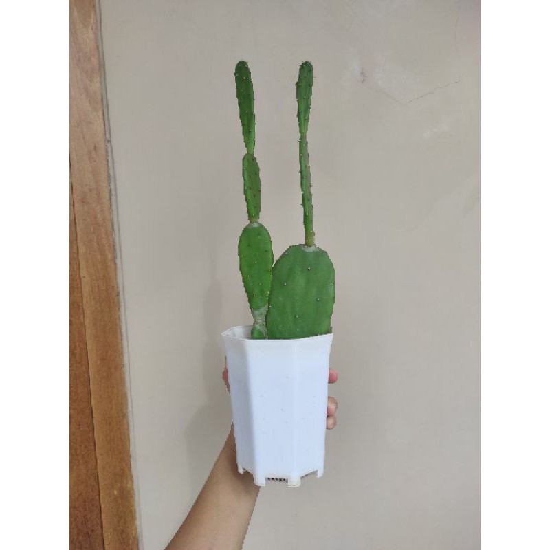 Kaktus Centong  Cowboy Tinggi