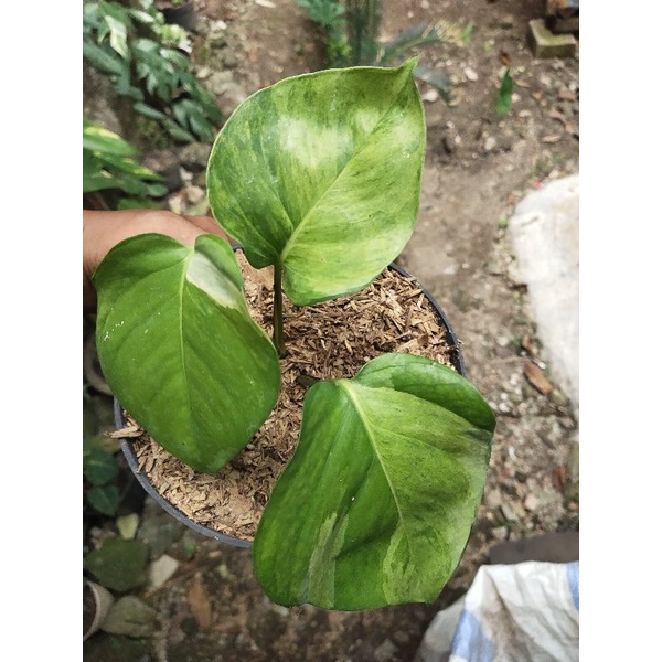 manjula varigata golden