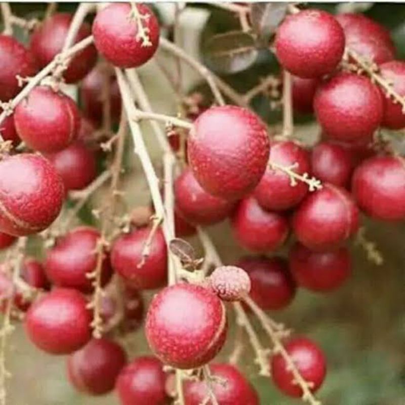 entres kelengkeng merah red rubby longan lengkeng super unik (beli 5 gratis 2 )