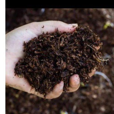 Sekam Padi dan di campur dengan/Humus bambu dan/Humus kayu, dan Humus dari Hutan. 500 Gram