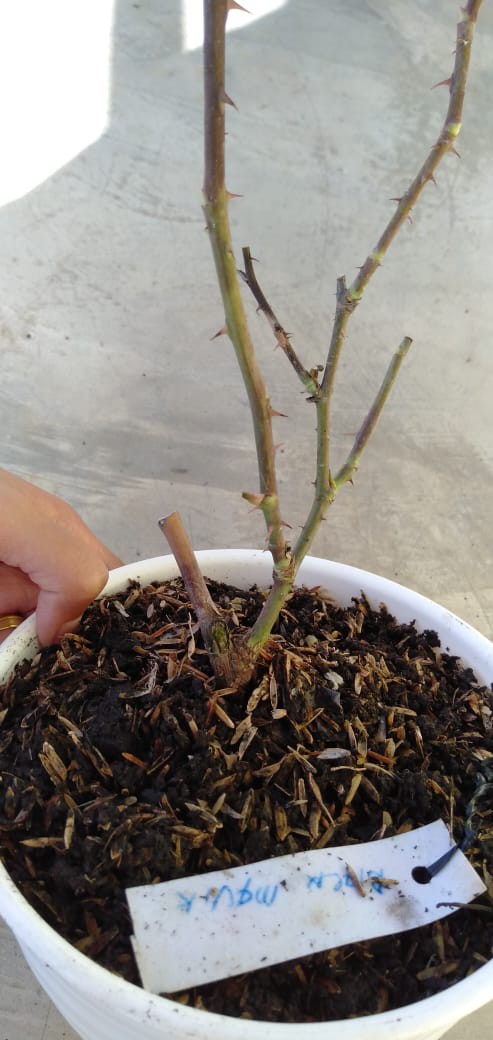 Pot Bunga Kaki Plastik 20 Cm