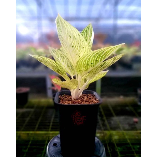 Aglonema AnakanLegacy Gading / Salju
