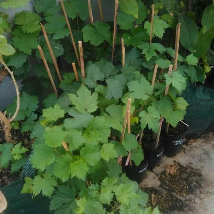 Bibit anggur import white husain Grafting Siap Berbuah