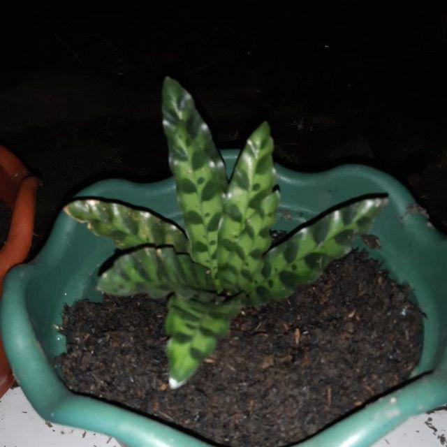 Tanaman Hias Spesial Paket Calathea - Kalatea Silverplat,gr.lipstik,ornata,makoyana