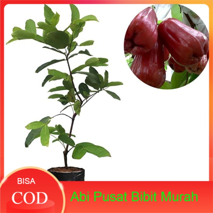 Bibit Jambu Air madu merah