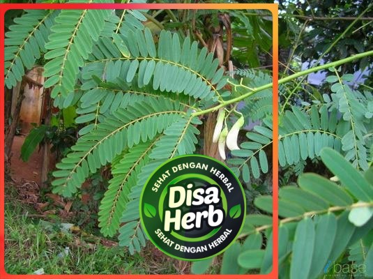 

DAUN TURI BUBUK 50 GRAM - Sesbania Grandiflora - MURNI - JSR - REMPAH
