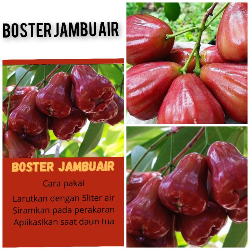 BOSTER JAMBU AIR PUPUK JAMBU AIR BOSTER JAMBU AIR PELEBAT BUAH JAMBU AIR ANTI RONTOK BUNGA JAMBU AIR