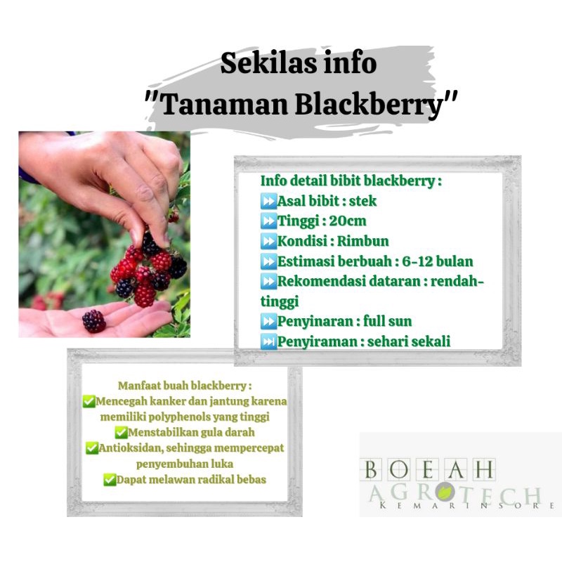 Bibit Tanaman Buah Blackberry Tanaman Buah Berry Hitam