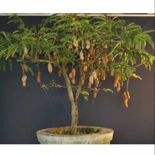 100++ Bibit/biji asam jawa siap semai bonsai