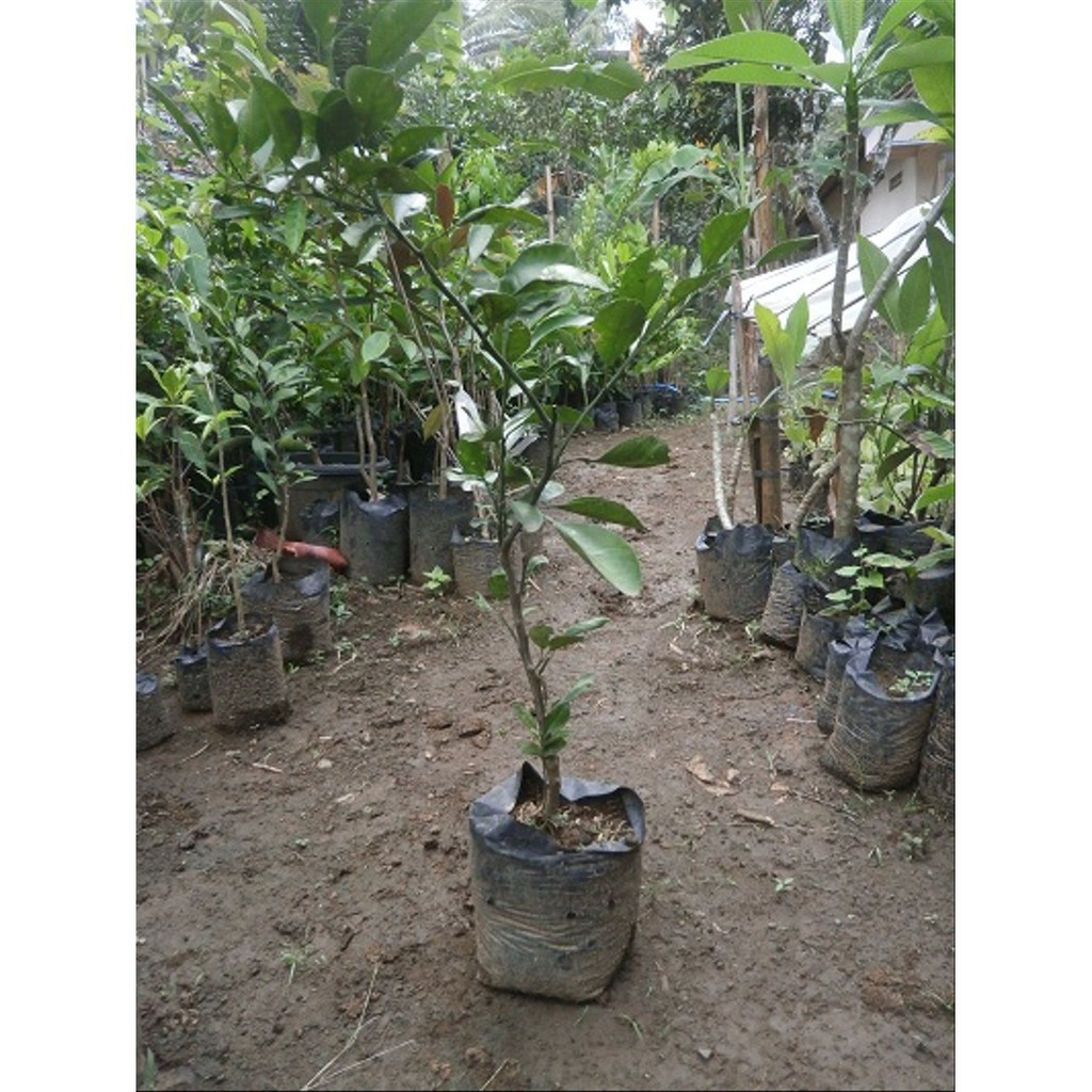 Bibit Jeruk ponkam mandarin