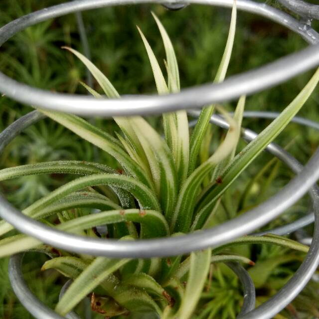 VARIGATA tillandsia ionantha