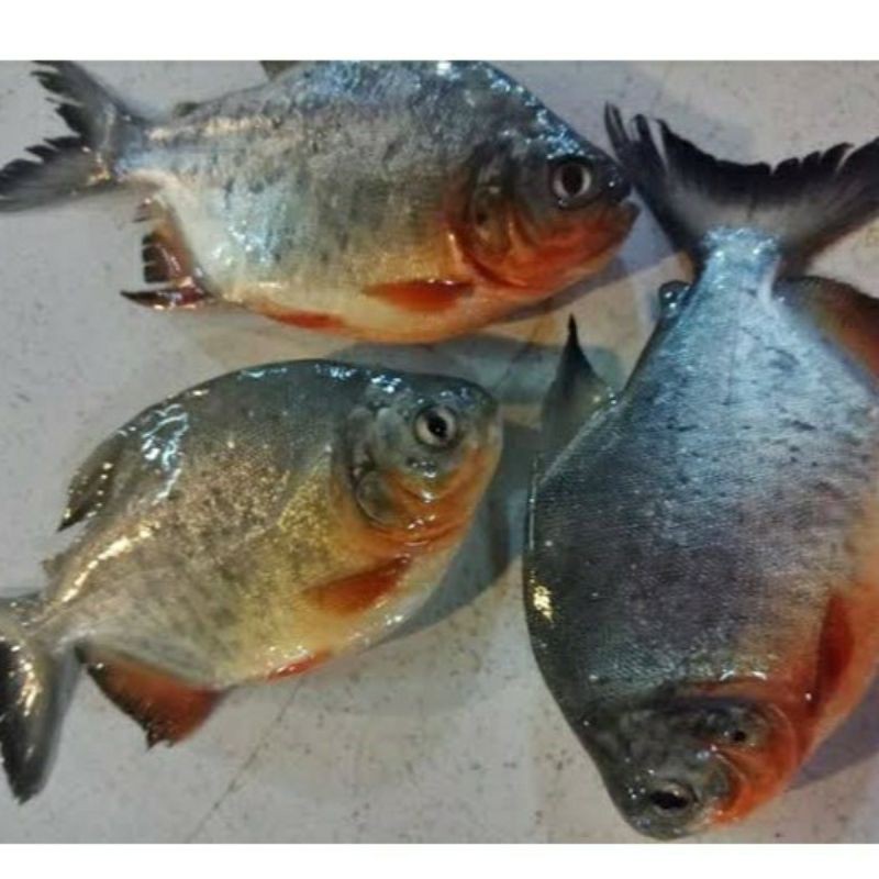 

IKAN BAWAL SEGAR
