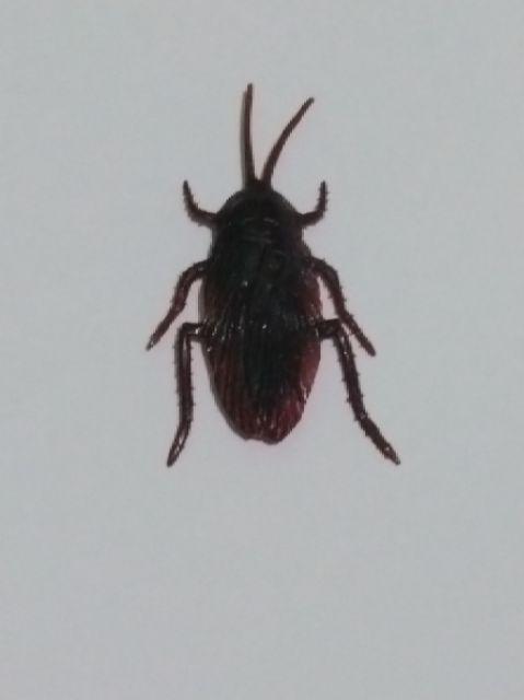 Simulasi Kecoa Palsu Bahan Karet