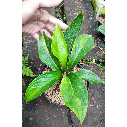 Tanaman Hias Anthurium Jemani Tanduk Varigata - Tanduk Variegata kode B / Anthurium Jenmani Tanduk V